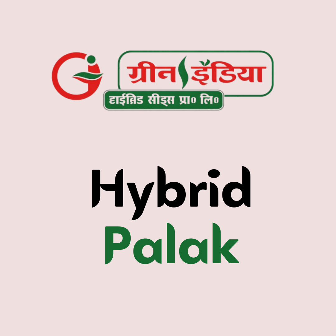 Hybrid Coriander (2)