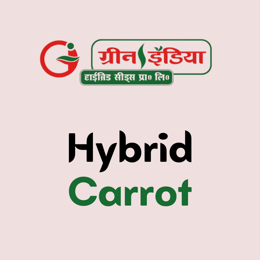 Hybrid Coriander (3)