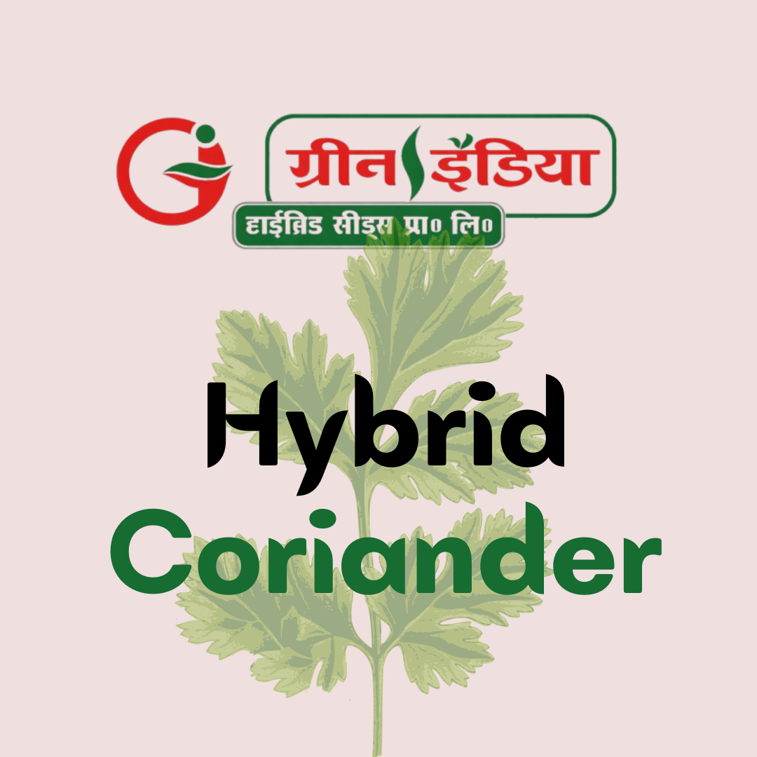 Hybrid Coriander