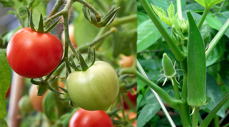 vegetable-farming-in-india