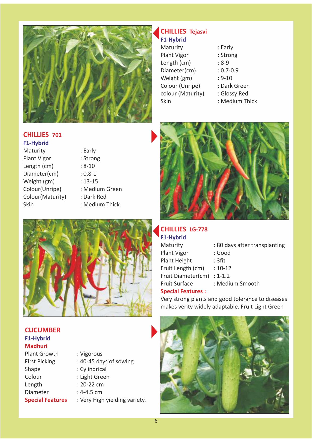 Green India Catalogue Inner Pages_page-0006