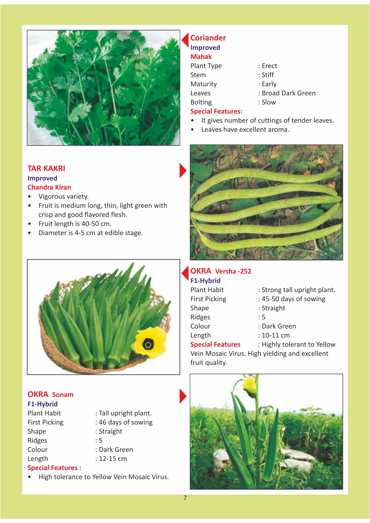 Green India Catalogue Inner Pages_page-0007